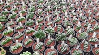 Truncata amp Maughanii breeding stock [upl. by Daph]