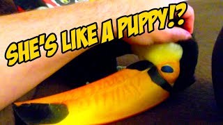 How to Tell When a Toucan Wants To Be Pet LIKE A PUPPY [upl. by Ardnuahc]