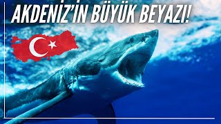 Akdenizde dev büyük beyaz köpekbalığı [upl. by Ring300]