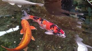 Koi at Clackamas Town Center [upl. by Inoliel204]