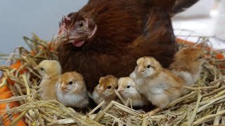 Broody Hen Hatching Step by Step Procedure [upl. by Navannod215]