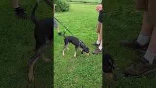 HOUND SOUND 4 month Bluetick Coonhound has big voice already [upl. by Crosse279]