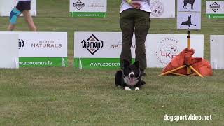 Qualifications – Tomoko Adachi  Victor Infinity of Grand Cypress JP  Border Collie – JAPAN [upl. by Atsiuqal]