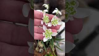 You’ve NEVER seen this before Double snowdrops Galanthus nivalis Flore Pleno 😍 snowdrops [upl. by Enitsirhk]