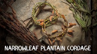 Narrowleaf  Ribwort Plantain Cordage  Cordage from foraged fibres  Ep 2 [upl. by Tod]