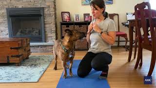 Strengthening Exercises for Dogs [upl. by Dranal]