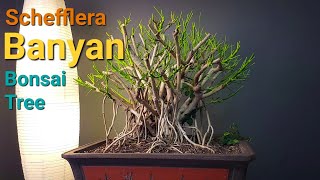 Lets Work on my Banyan Schefflera arboricola bonsai tree bonsai schefflera [upl. by Snebur]