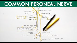 Common Peroneal Nerve  Deep Peroneal Nerve amp Superficial Peroneal Nerve  Anatomy Tutorial [upl. by Vivle503]