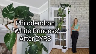 Philodendron White Princess Update after 2YRS [upl. by Dlopoel]