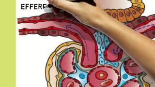 Renal Physiology [upl. by Barri]