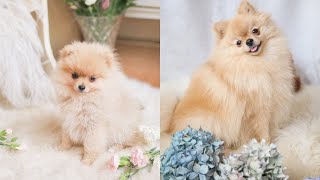 Our Pomeranian from 4 weeks to 3 years  Cute Compilation  Katie KALANCHOE [upl. by Amorete]