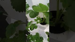 hydroponictower garden aeroponictower indoorplants aeroponics indoorgarden plants aerogarden [upl. by Chilcote]