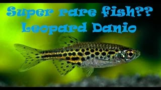 Leopard Danio  All u need to know [upl. by Bills]