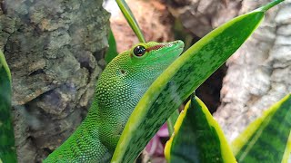 Giant Day Gecko Vivarium Reveal  Gecko Timelapse [upl. by Rosana]