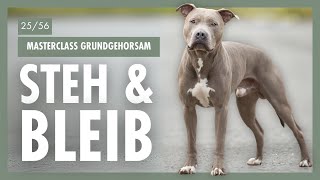 Steh amp Bleib im Hundetraining Schritt für Schritt zu einem sicheren Kommando  Tag 25 [upl. by Enyawal536]