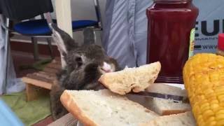 Cute Rabbit stealing food from my plate [upl. by Brunhild35]