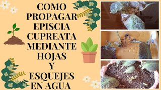 COMO PROPAGAR EPISCIA CUPREATA MEDIANTE HOJAS Y ESQUEJES EN AGUA l manuplant [upl. by Navi]