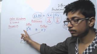 Autosomal and X Linked Inheritance [upl. by Hairem]