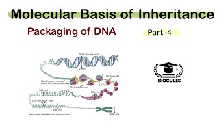 Packaging of DNA helix  Nucleosome model  Molecular basis of Inheritance  Class 12th  NEET [upl. by Horvitz]