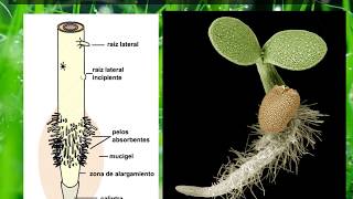BOTANICATema 01 4° de 4 partes Raíz [upl. by Yenterb269]