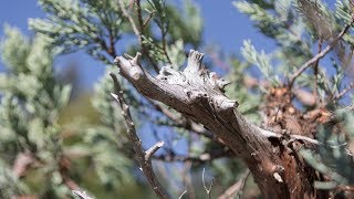 2018 BSOP Rendezvous  Sierra Juniper Demo [upl. by Eiramaneet]