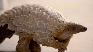 The Perils of Pangolins  Natural World  BBC Earth [upl. by Nitz334]