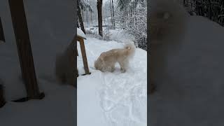 Great Pyrenees in Snow [upl. by Irot491]