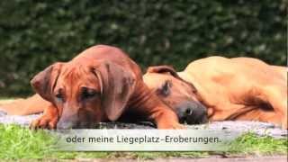 Rhodesian Ridgeback  Dhima quotLangeweile kenn ich nichtquot [upl. by Rolyab]