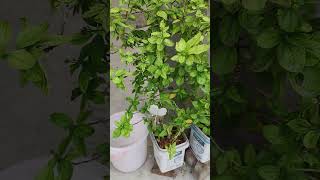 Garden Tour newsong song bhojpuri dance garden plants [upl. by Hcab871]