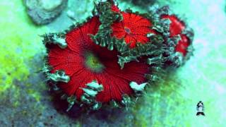 Lets talk corals Rock Anemones [upl. by Harli]