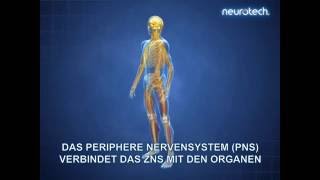 Grundlagen 1 Das Nervensystem ZNS PNS neurotech [upl. by Kilan710]