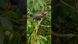 Common Moorhen birds bird [upl. by Centeno]