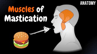 Muscles of Mastication Origin Insertion Function  Anatomy [upl. by Alemak301]