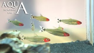 Aquascaping Lab  Hemigrammus Bleheri Rummynose Tetra description  pesce fiammifero scheda tecnica [upl. by Lyn]