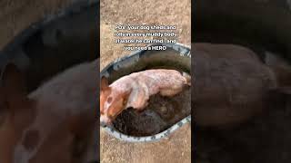 Dirty dog shedding everywhere SOLUTION EXPOSED [upl. by Ailedo]