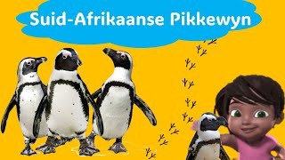 Bedreigde Spesie  Die SuidAfrikaanse Pikkewyn [upl. by Eelyam]