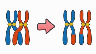 Evolutionary Algorithm for the Travelling Salesperson Problem Genetic Algorithm [upl. by Chura]