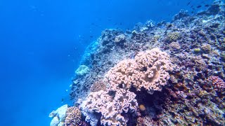 Norman Reef and Hastings Reef Great Barrier Reef  Divers Den  Cairns  Queensland [upl. by Fayette]