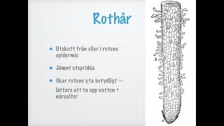 Roten Hur växten tar upp vatten och närsalter [upl. by Aeirdna]