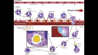 L39 Extravasation Diapedesis Understanding the Molecular Mechanisms Part 4 [upl. by Gulick515]