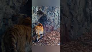 Massive Siberian Tigress wildlife tigress siberiantiger animals tiger wildtiger tigreal [upl. by Sweet]