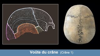 Anatomie de la voûte du crâne Ostéologie du crâne 1 [upl. by Dnomad]