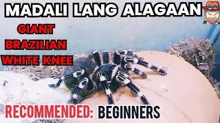 GENICULATA TARANTULA PAANO NGA BA ALAGAAN [upl. by Elspeth]