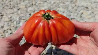 Ochsenherz Paradeiser Solanum lycopersicum Tomate [upl. by Gyasi18]