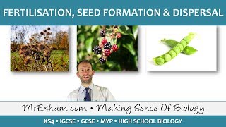 Plant reproduction  Fertilisation seed formation and dispersal  GCSE Biology 91 [upl. by Cichocki]