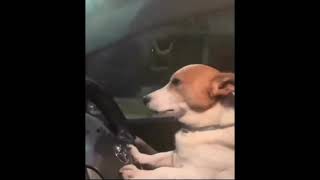 Doggo yawning while driving Meme [upl. by Cheri]