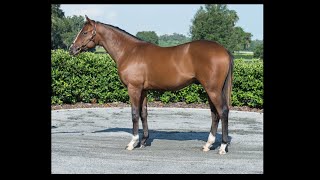 Keeneland September Yearling Sale 2022 [upl. by Aiekan]