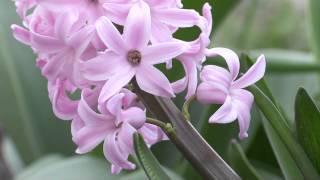 Hyacinthus orientalis  Hyazinthe Hyacinth [upl. by Arat]