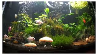 10 Gallon Planted Community Tank [upl. by Adnola]