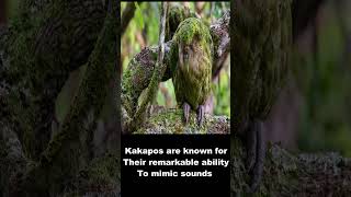 Kakapo The Rare and Fascinating Flightless Parrot [upl. by Groome517]